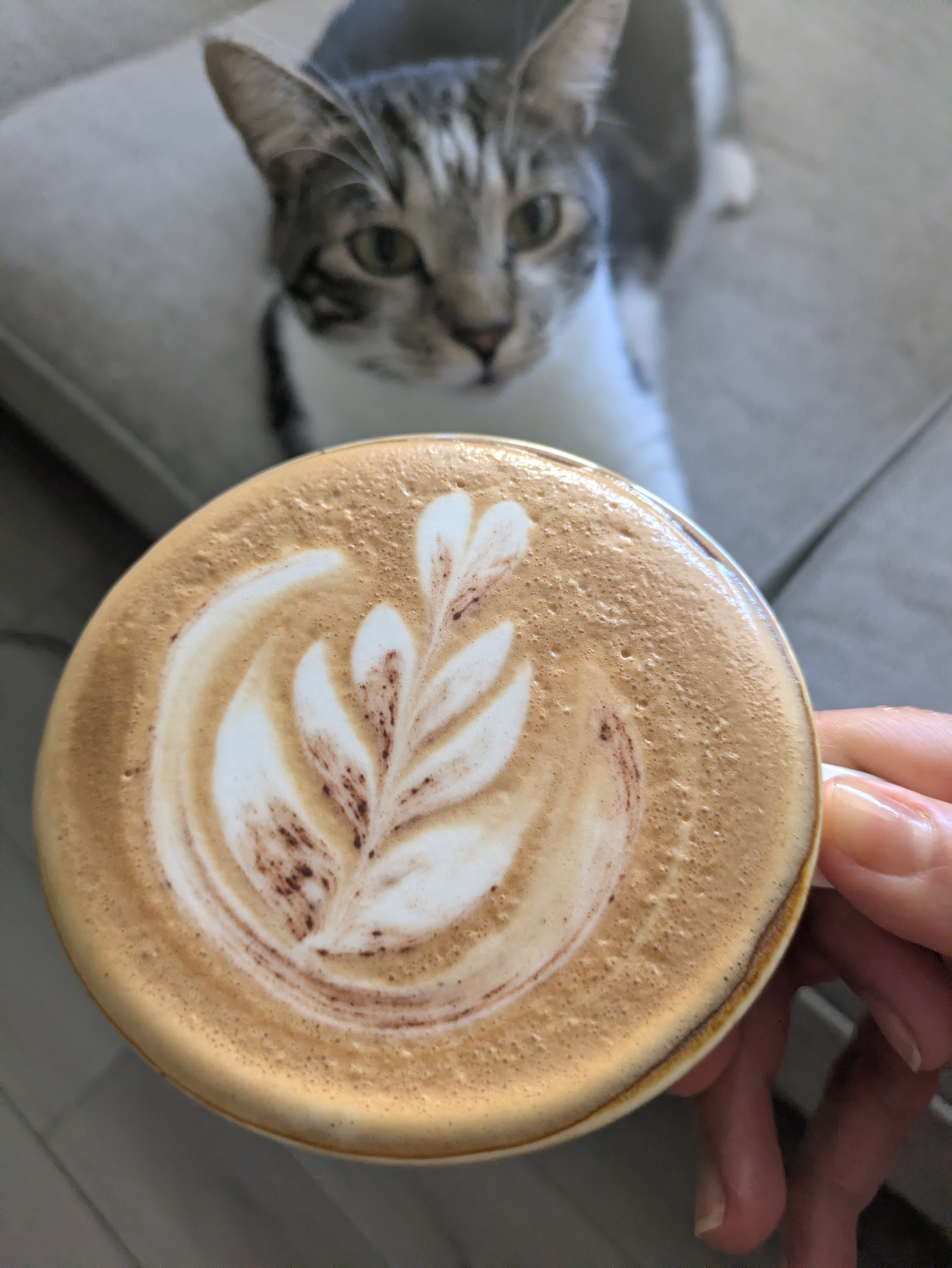 Mira mi 🐱 gato 

Te recuerdo que puedes ver mis videos del latte art en Instagram cafecito_with_me o Youtube cafecitowithme-plus 