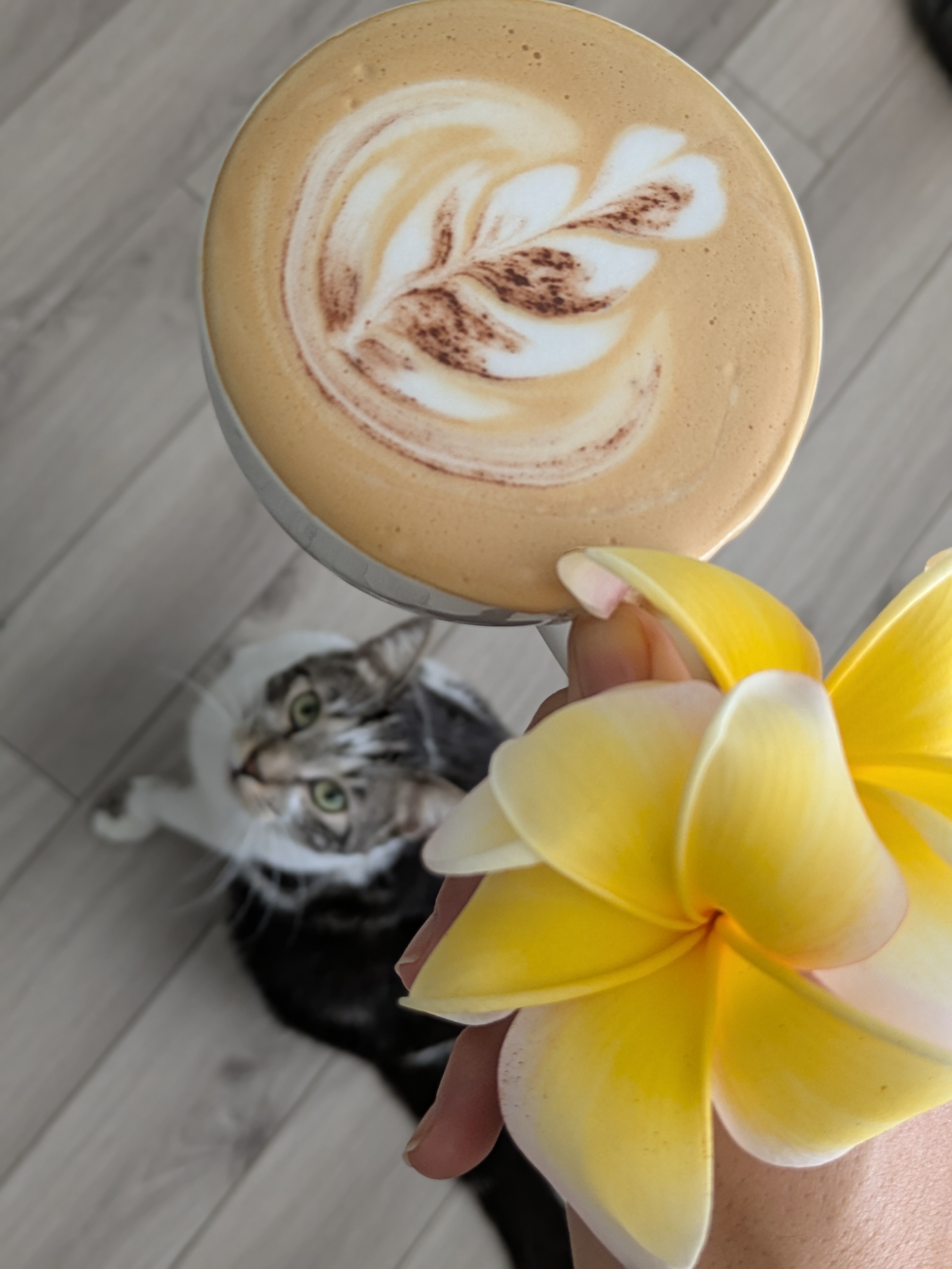 Café de especialidad de Colombia
Notas: DULCE DE LECHE, RAISINS, COCOA BUTTER
Región
SIERRA NEVADA, SANTA MARTA
Variedad
CASTILLO
Proceso
Lavado