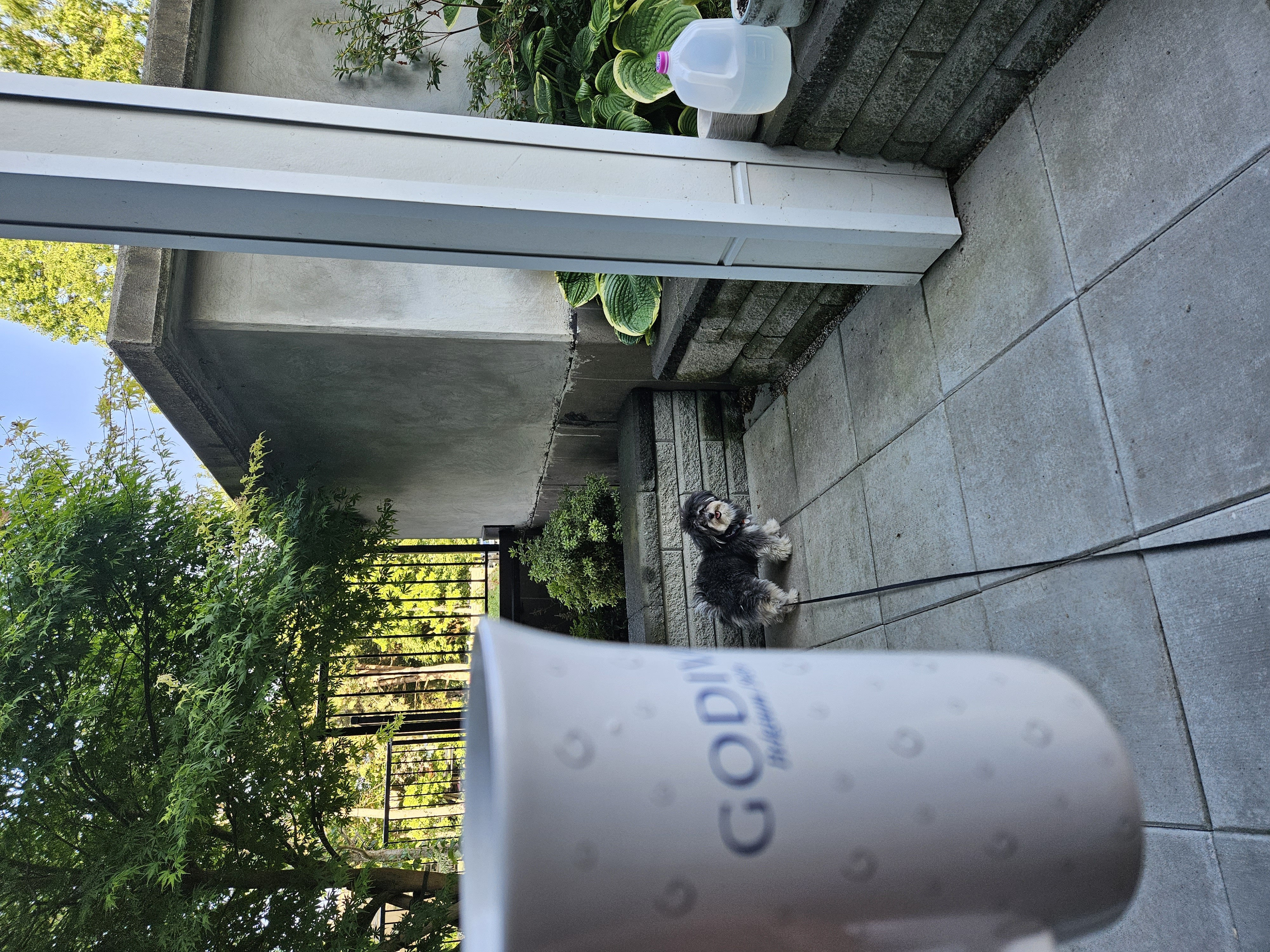 coffee in the patio every morning with my 1 yr old dog nisha makes my day 🤩🤩🤩