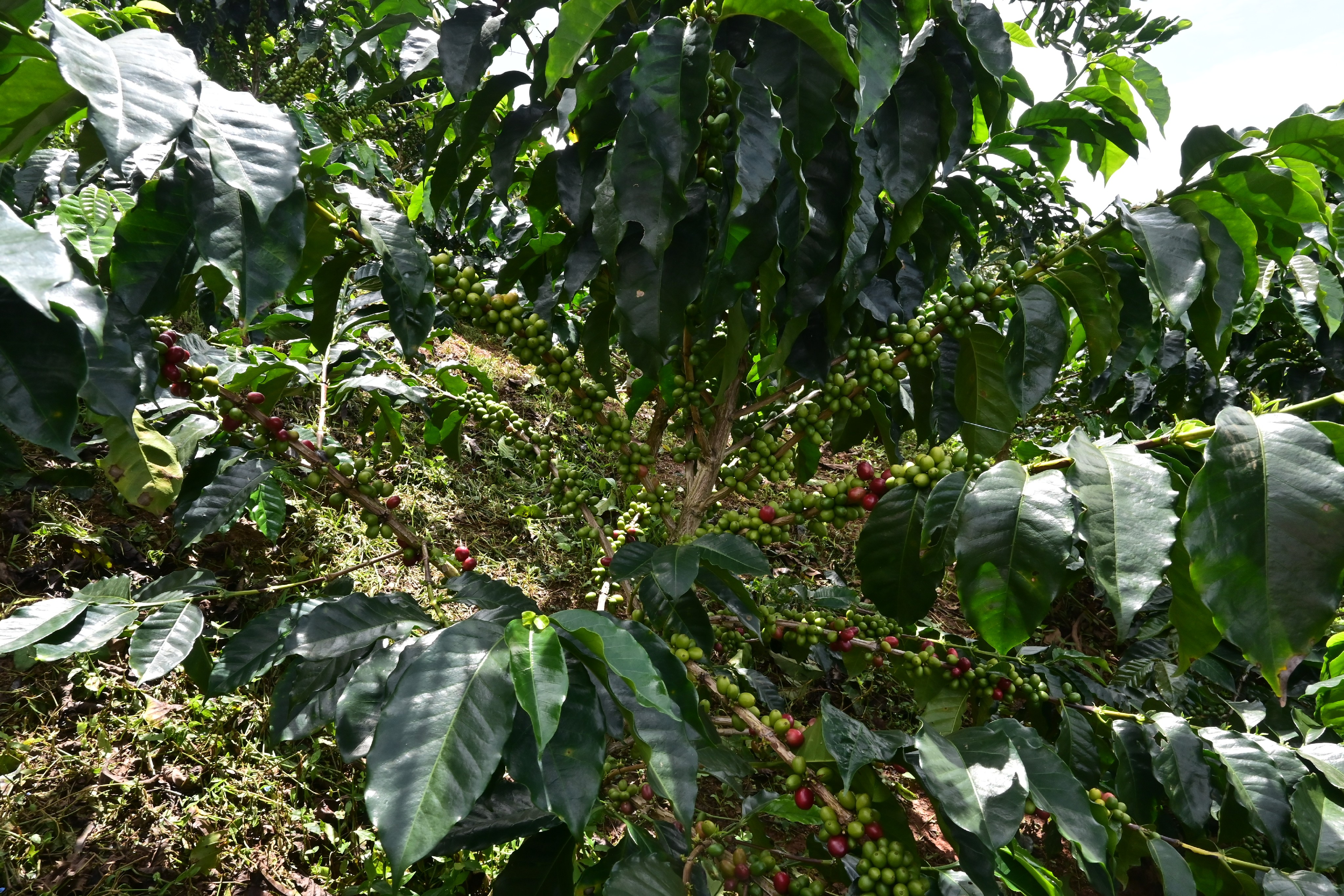 Café Colombia ;)