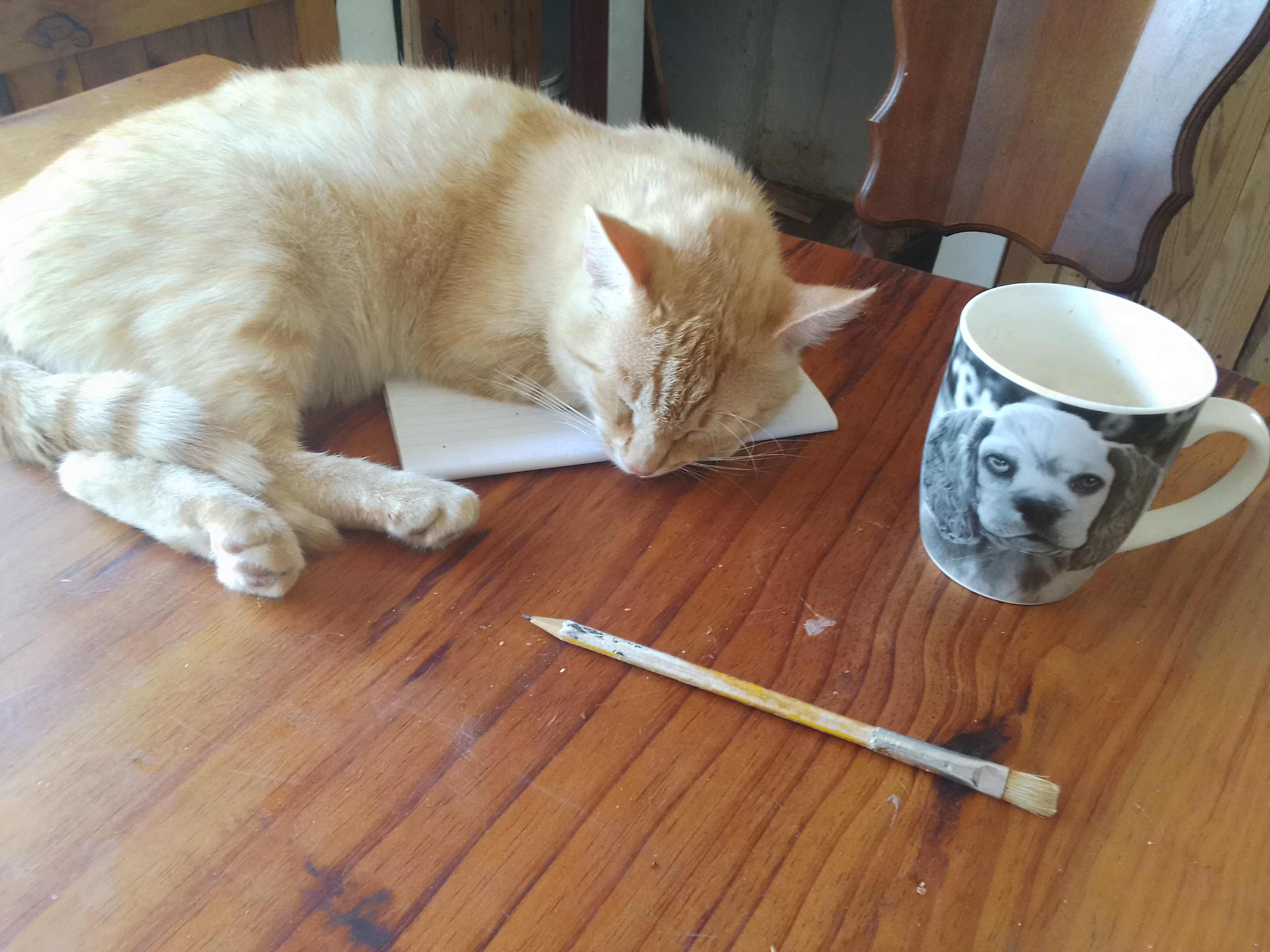 Dirkie just loves to fall asleep on any piece of paper on the table. 