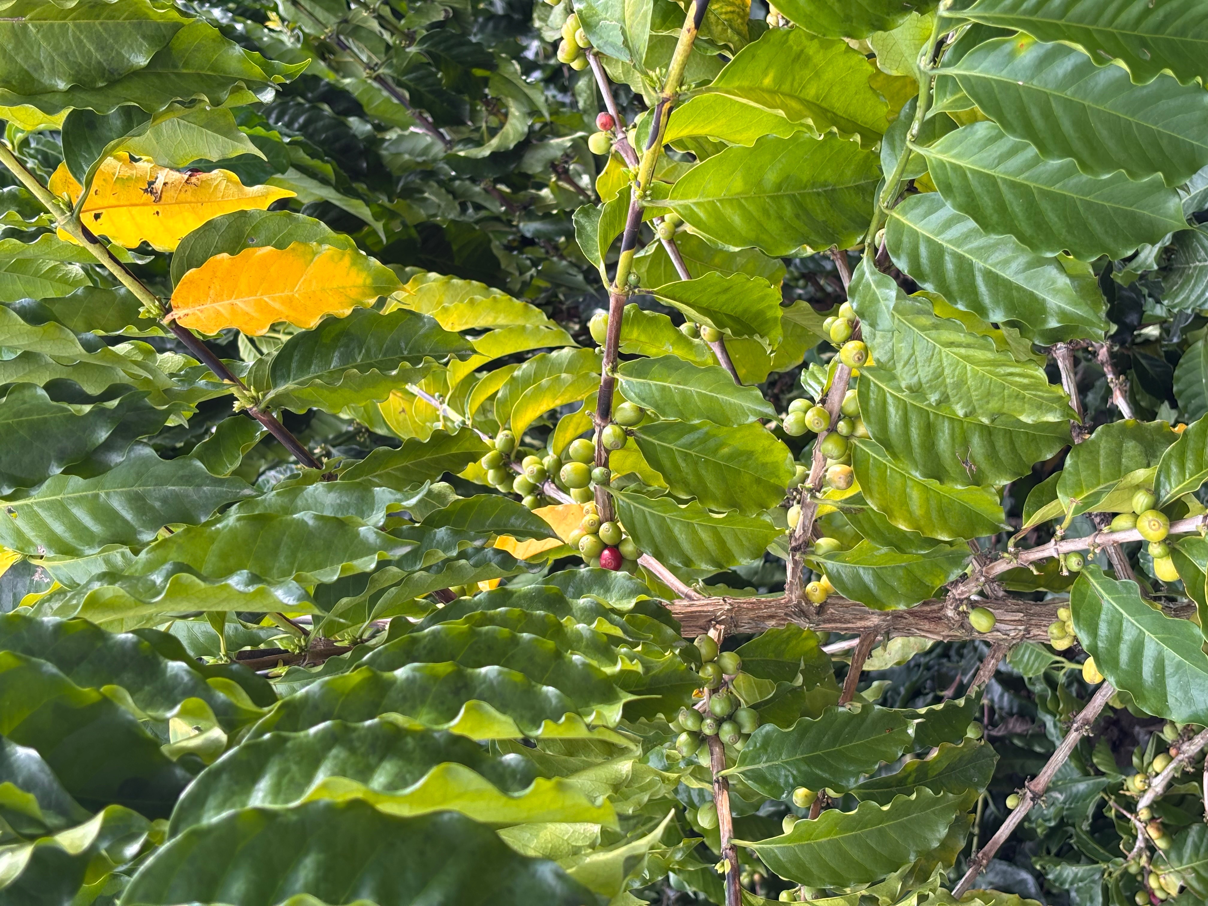 Parque del Café. Quindío, Colombia. 😍