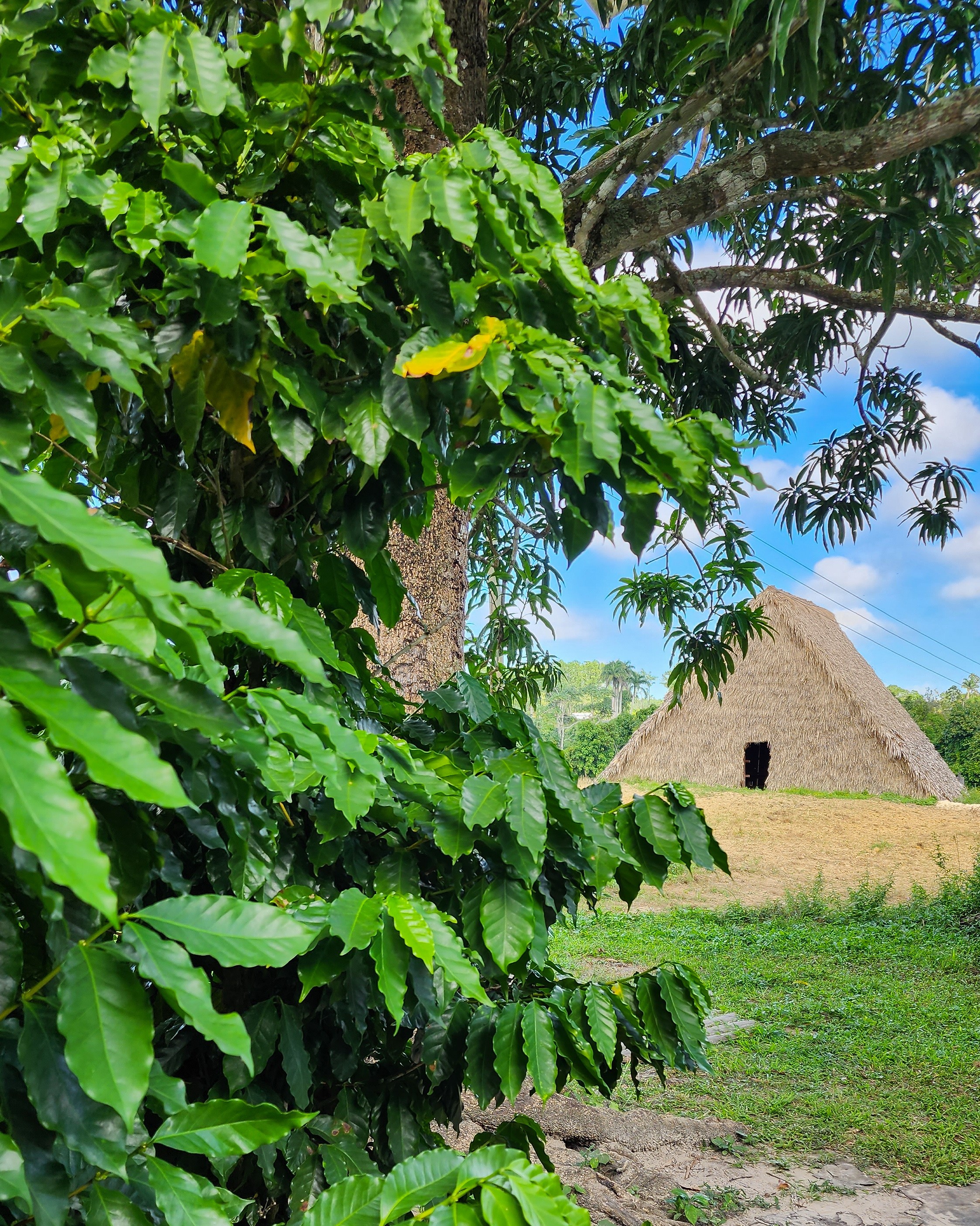 Some coffee plants 🪴 in Viñales, Cuba 🇨🇺 