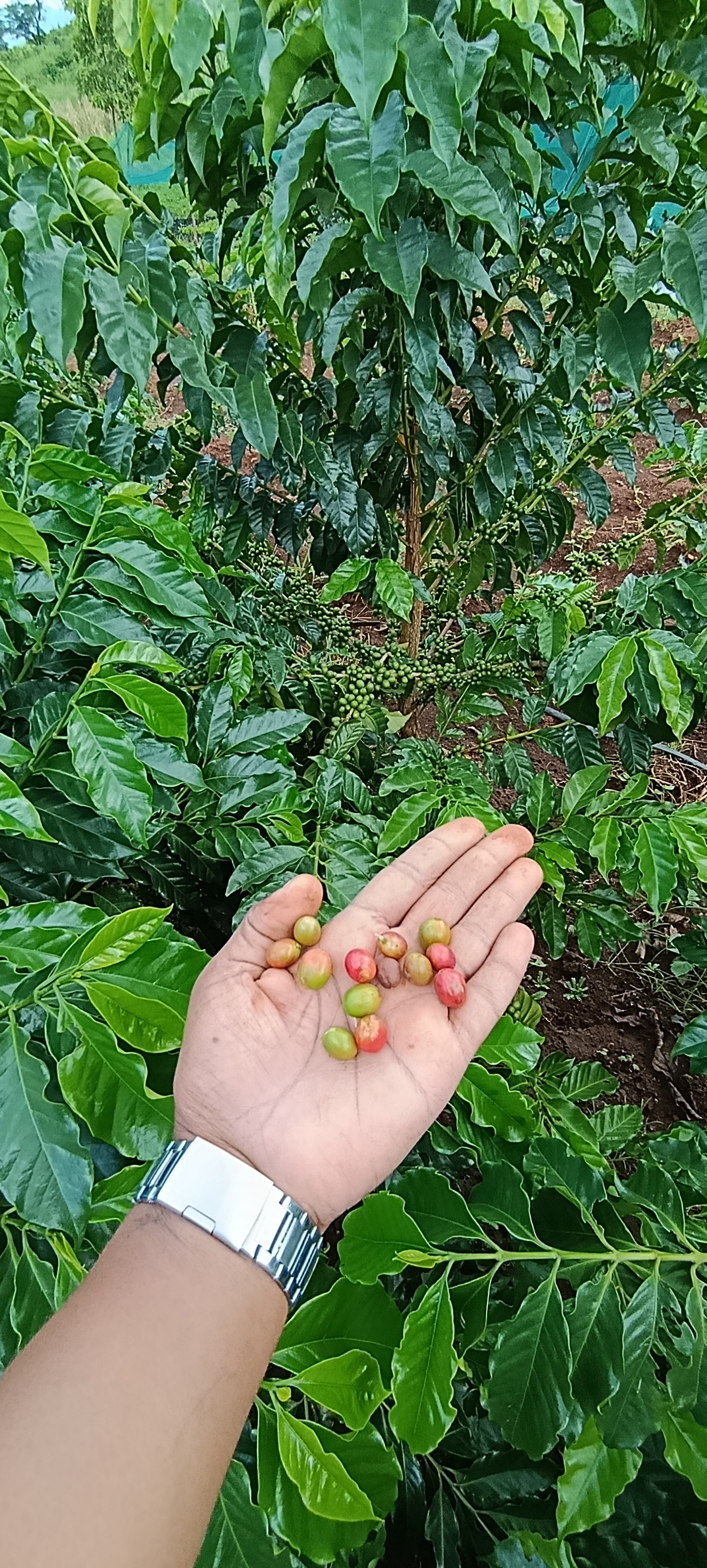 So excited to taste my own coffee.