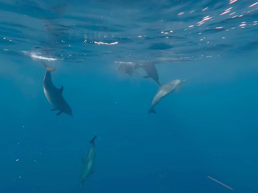 Grupo de delfines nadando bajo la superficie del mar