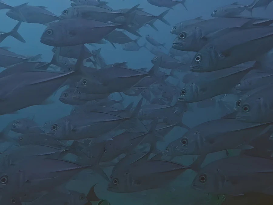 Banco denso de peces nadando en formación cerrada