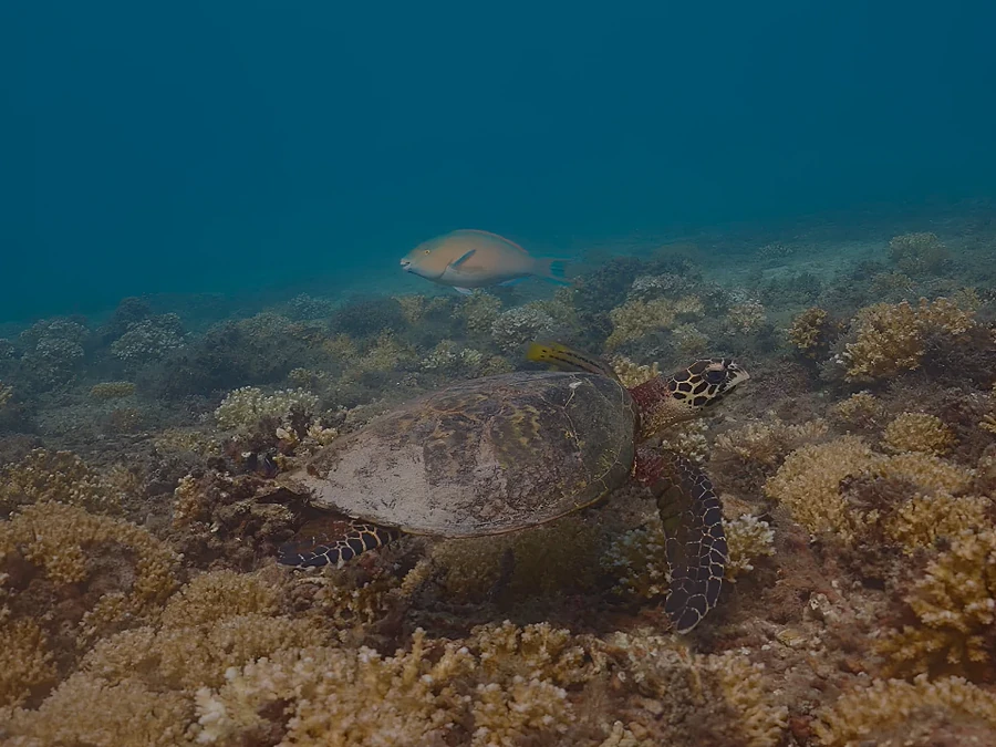 Tortuga marina sobre un arrecife de coral, junto a un pez de arrecife