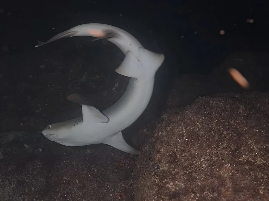 Dos tiburones de arrecife nadando entre rocas en una inmersión nocturna