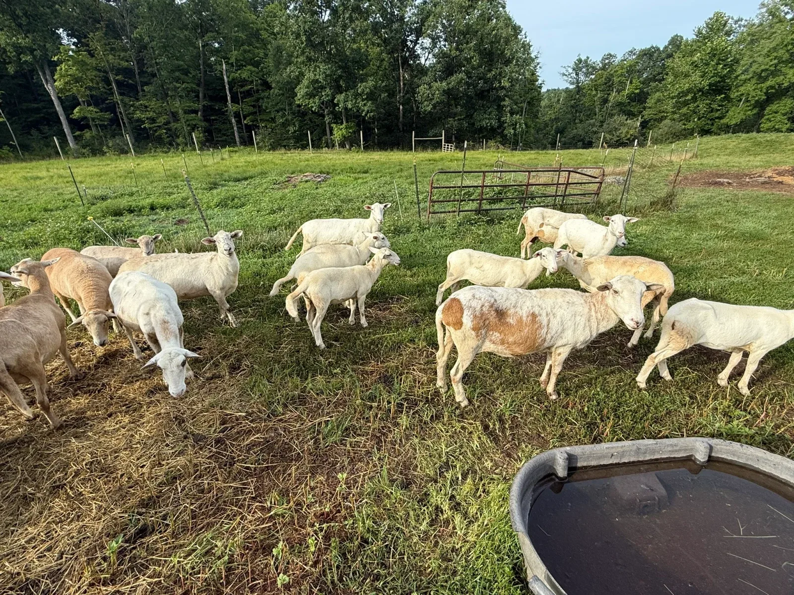 A group of farm animals gathered in a green pasture in Upper Black Eddy.