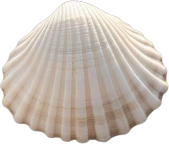 Shell sticker preview