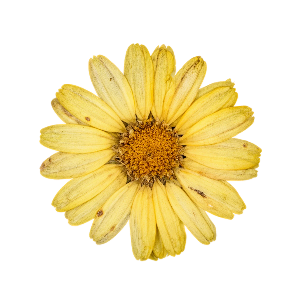 Flower sticker preview