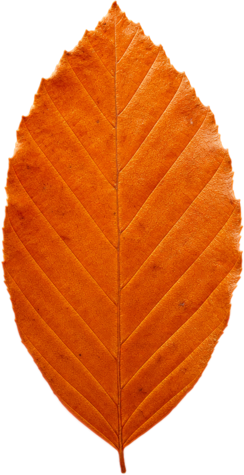 Bright Orange Oval Leaf object preview