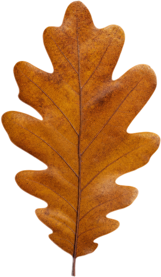 Brown Oak Leaf object preview