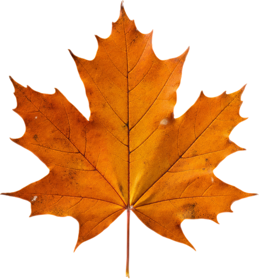 Burnt Orange Maple Leaf object preview