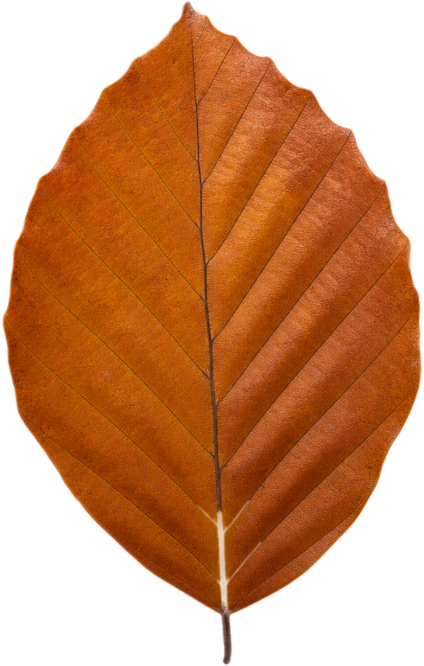 Copper Brown Beech Leaf object preview