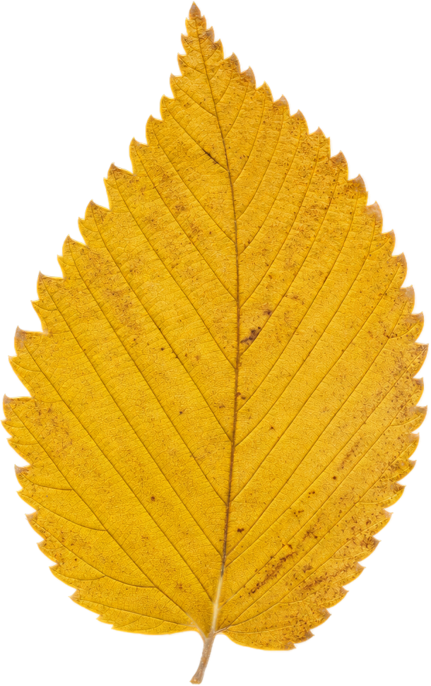 Golden Yellow Elm Leaf object preview