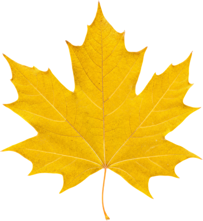 Golden Yellow Maple Leaf object preview