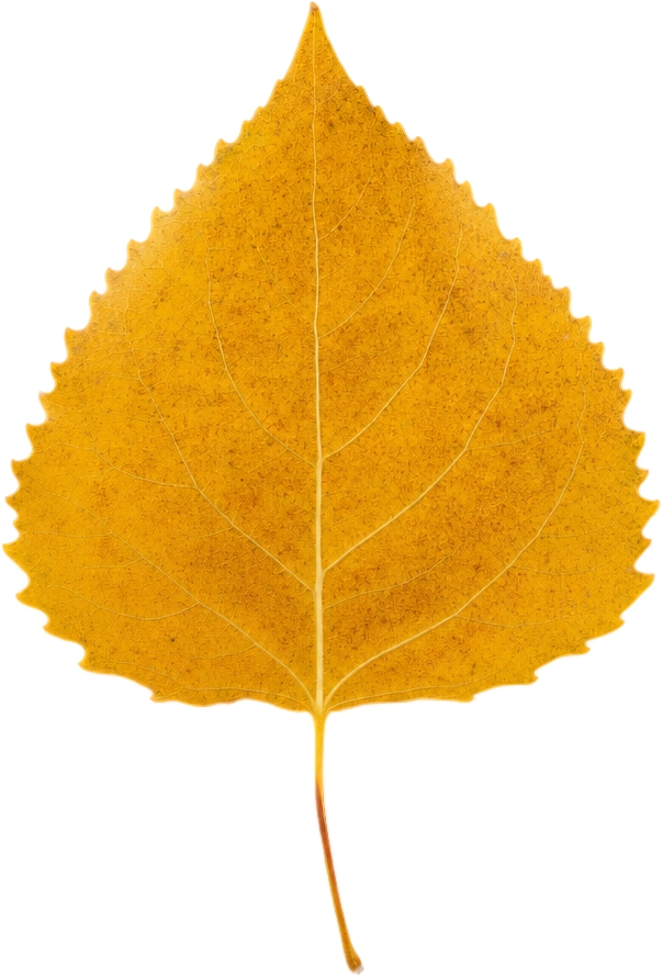 Golden Yellow Poplar Leaf object preview