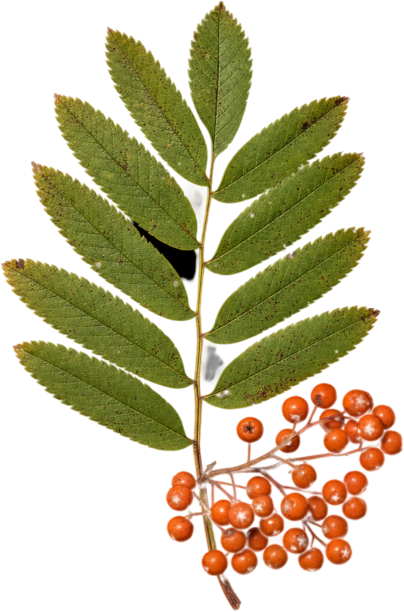 Green Rowan Leaves Orange Berries object preview