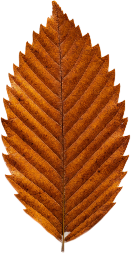 Rust Orange Serrated Leaf object preview