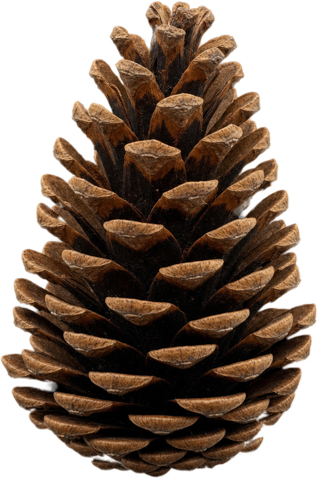 Brown Pinecone object preview