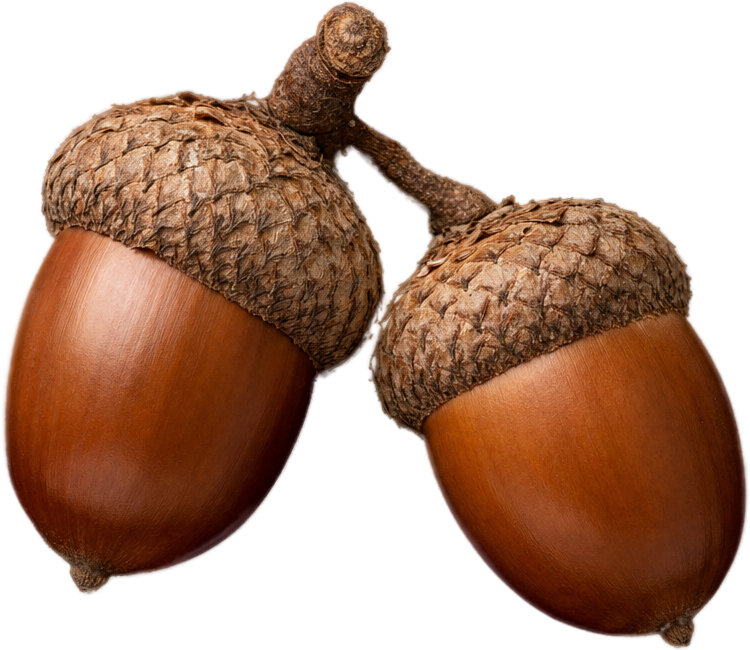 Pair Of Brown Acorns object preview