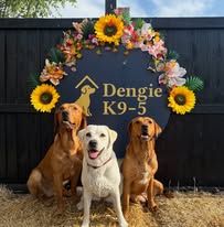 Dengie K9-5