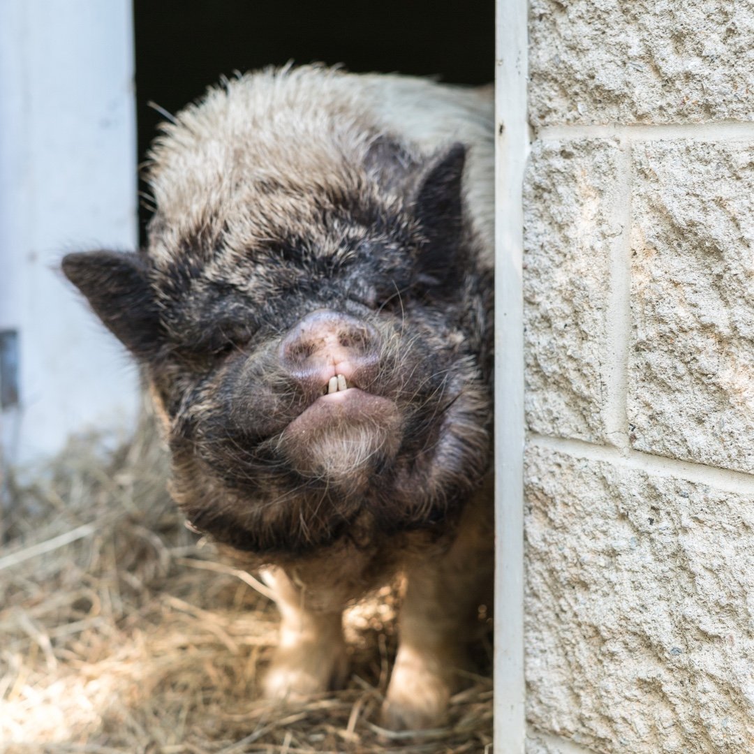 Blind Spot Animal Sanctuary