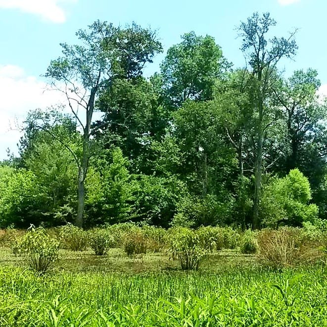 Carolina Wetlands Association