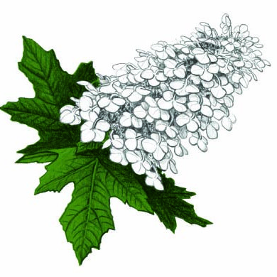 Georgia Native Plant Society