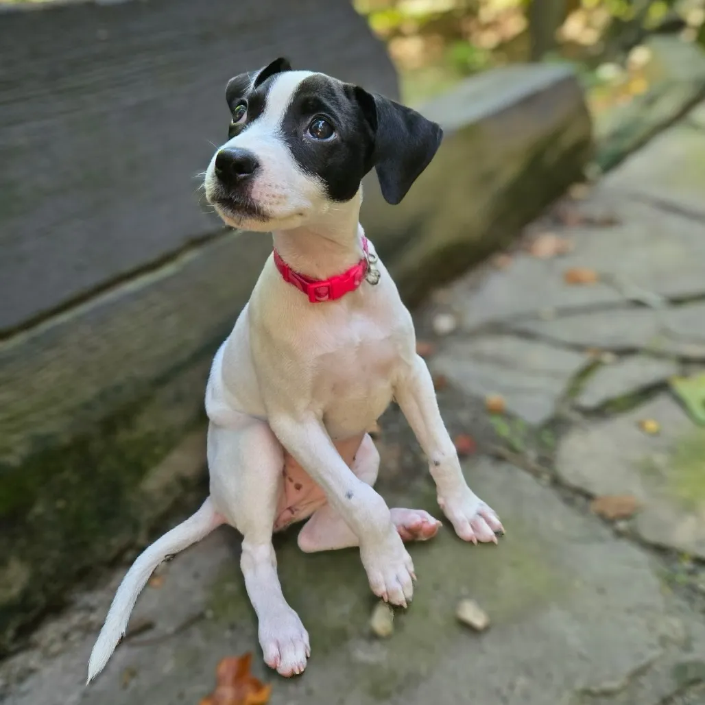 Molly Moo