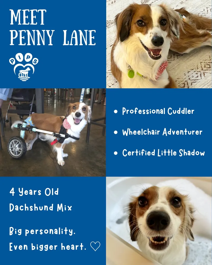 Penny Lane Penny Lane