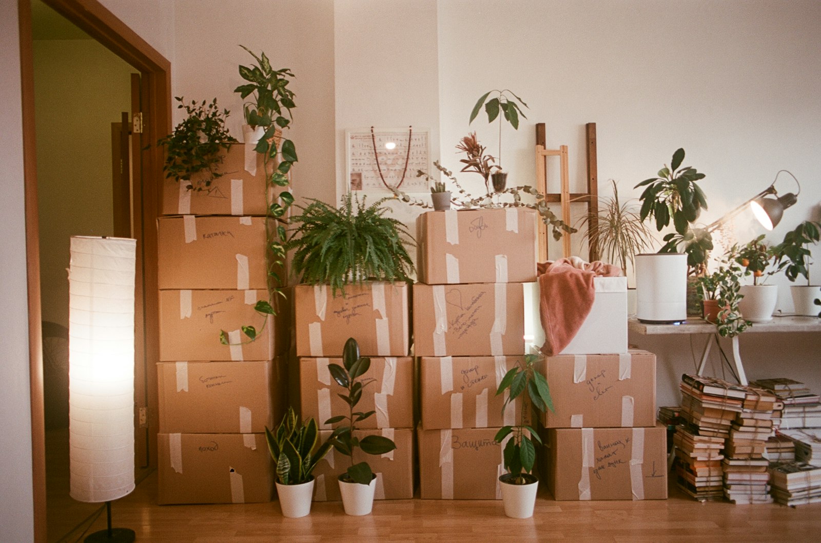 A living room mid-move, with labeled cardboard boxes, houseplants and stacked books