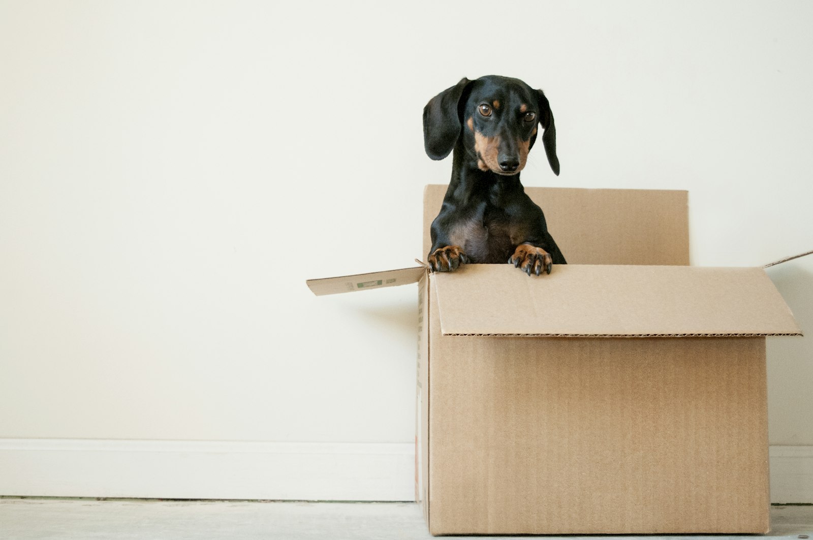 A dachshund peeking out of an open cardboard moving box
