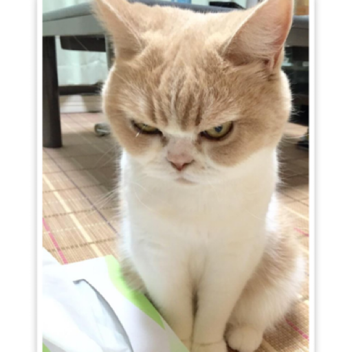 Angry caties