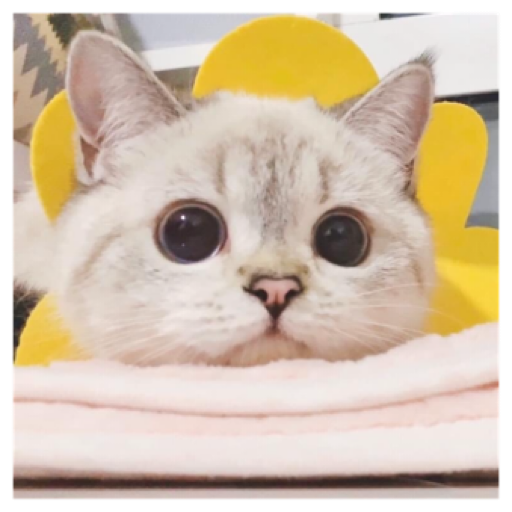 Cute kitten 