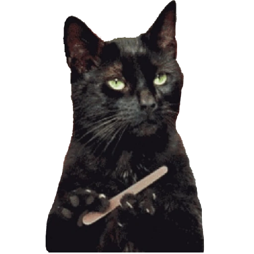 Cats Memes