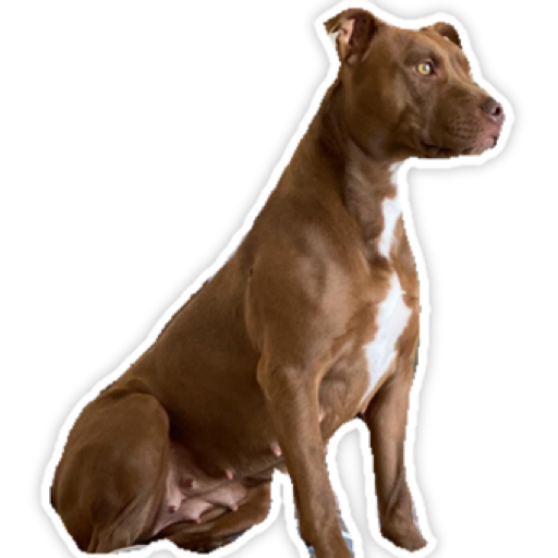 Panchi