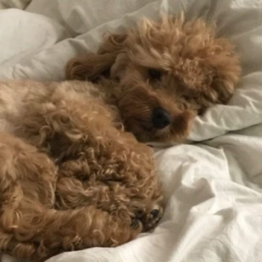 😴