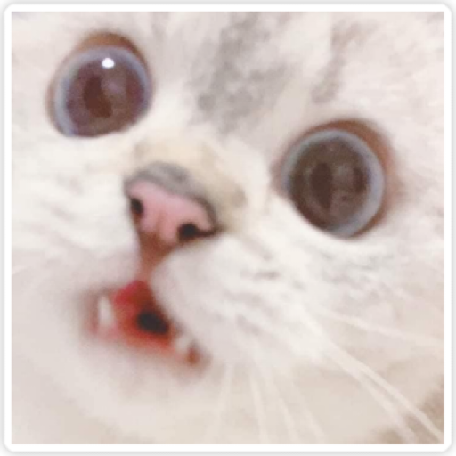 Gatito