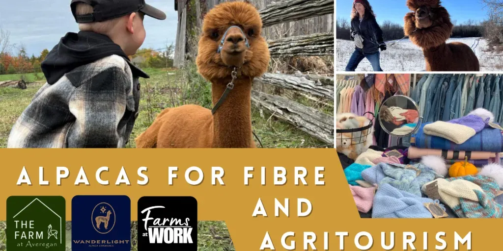 Alpacas for Fibre and Agritourism