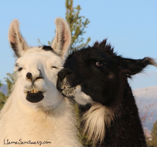 The Llama Sanctuary