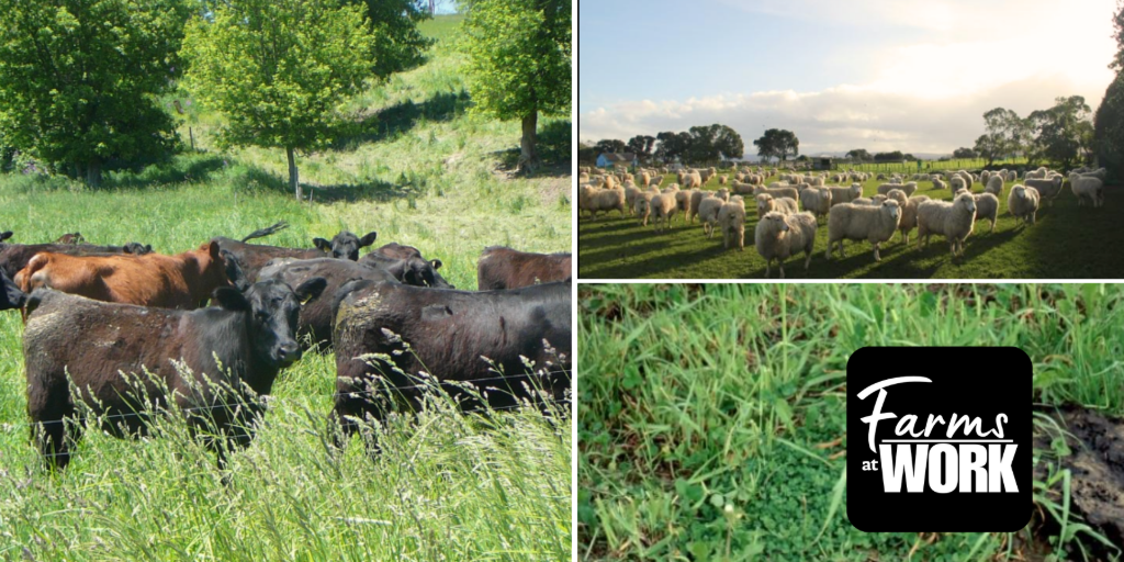 Making Pasture Work for Farmers with E.Ann Clark