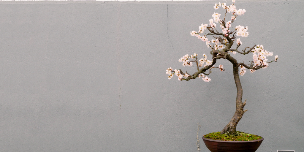 The Art of Bonsai