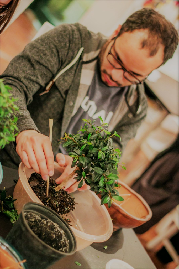 The Art of Bonsai