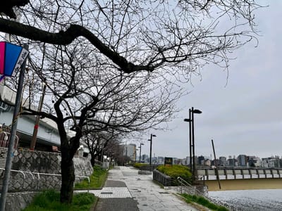 隅田川沿いの桜写真