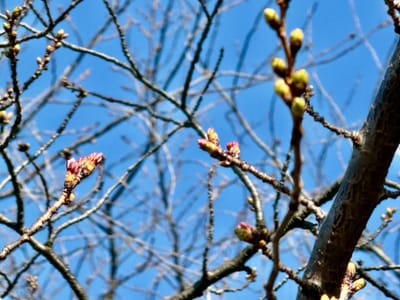 隅田川沿いの桜写真