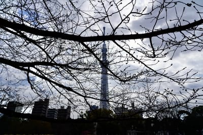 隅田公園の桜写真
