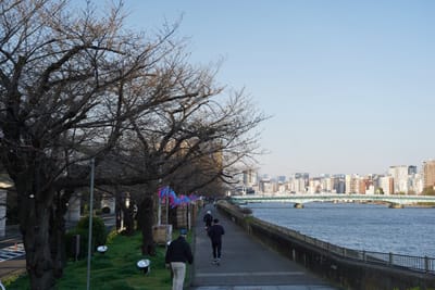 隅田川沿いの桜写真