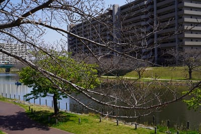 旧中川水辺公園の桜写真